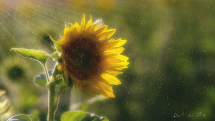 Sluneční paprsky a déšť …